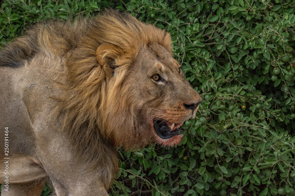 The Savuti North Pride lions roam in the Chobe National Park Botswana. The Savuti North Pride lions roam in the Chobe National Park Botswana.