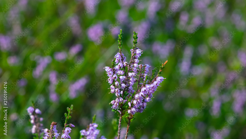 Obraz premium Wild Purple Common Heather, Calluna vulgaris, blossom close-up, selective focus, shallow DOF