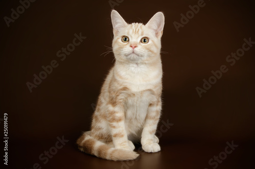 American shorthair cat on colored backgrounds