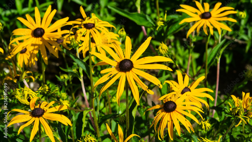 Fototapeta premium Black Eyed Susan, Rudbeckia hirta, yellow flowers at flowerbed close-up, selective focus, shallow DOF