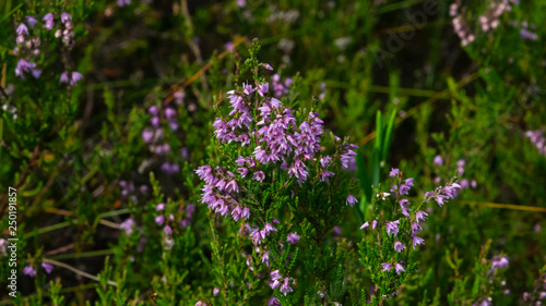 Wild Purple Common Heather, Calluna vulgaris, blossom close-up, selective focus, shallow DOF