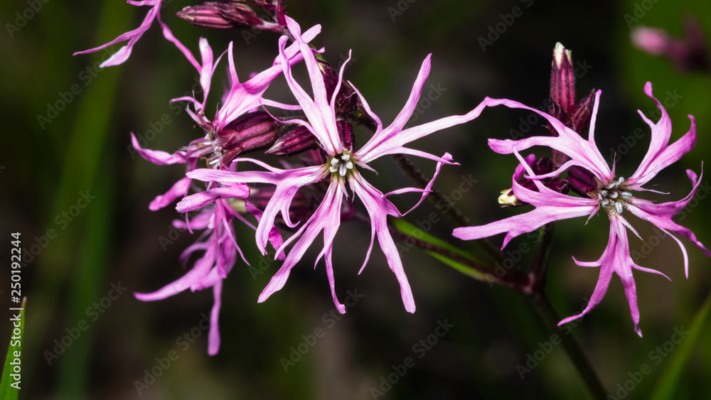 Ragged-Robin, Lychnis flos-cuculi, flowers detailed macro on bokeh background, selective focus, shallow DOF