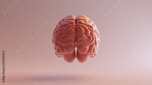 Pink Porcelain Anatomical Brain Back 3d illustration 3d render