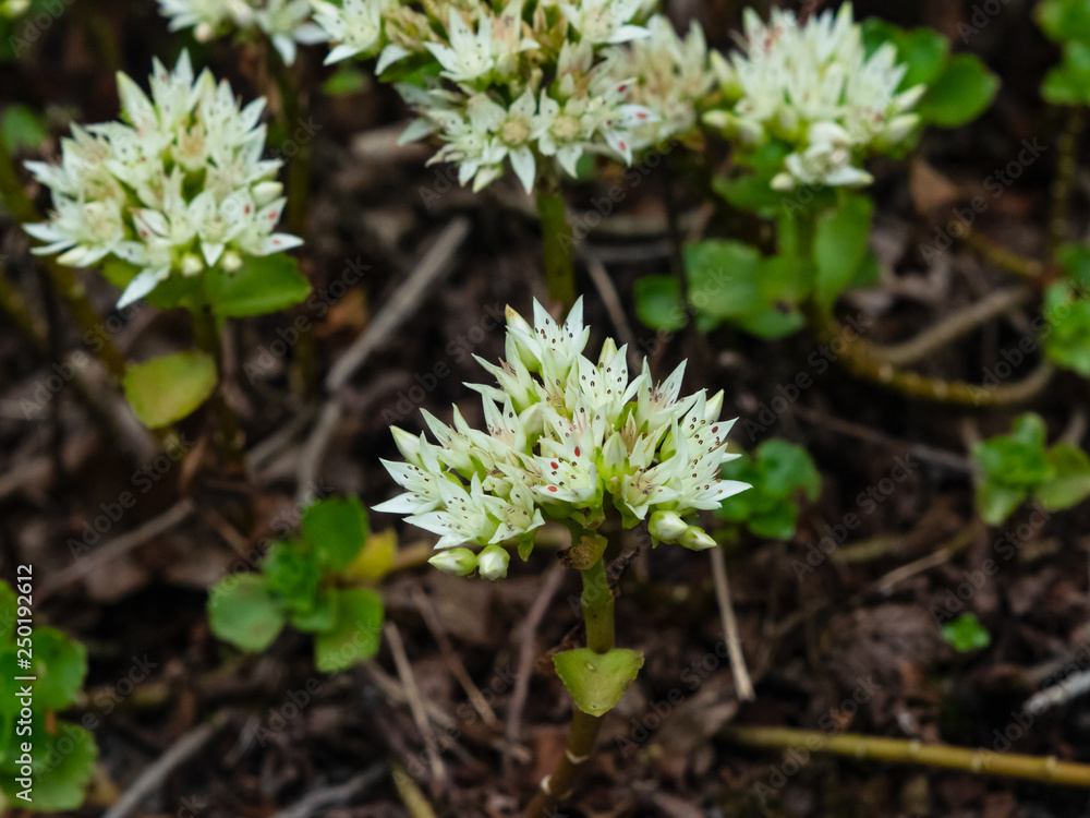 Blooming Stonecrop Sedum oppositifolium on rocks with small white flowers macro, selective focus, shallow DOF Blooming Stonecrop Sedum oppositifolium on rocks with small white flowers macro, selective focus, shallow DOF