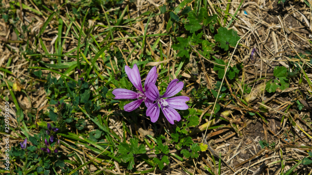 Blooming Common or high mallow, Malva sylvestris, flower in grass close-up, selective focus, shallow DOF Blooming Common or high mallow, Malva sylvestris, flower in grass close-up, selective focus, shallow DOF