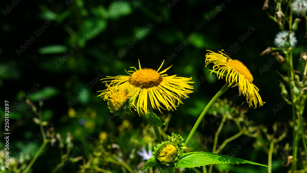 Blooming Telekia Speciosa yellow flowers in wild macro, selective focus, shallow DOF Blooming Telekia Speciosa yellow flowers in wild macro, selective focus, shallow DOF