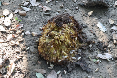 The rotten jackfruit