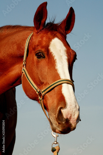 Beautiful horse portrait © Pfmphotostock