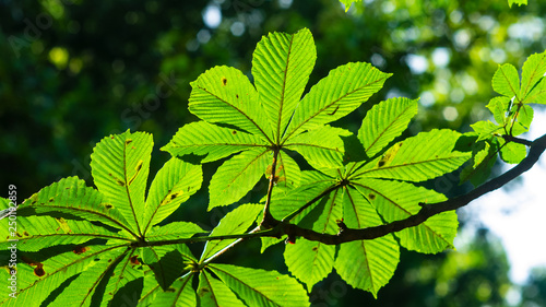 Leaves of horse chestnut tree in morning sunlight, selective focus, shallow DOF
