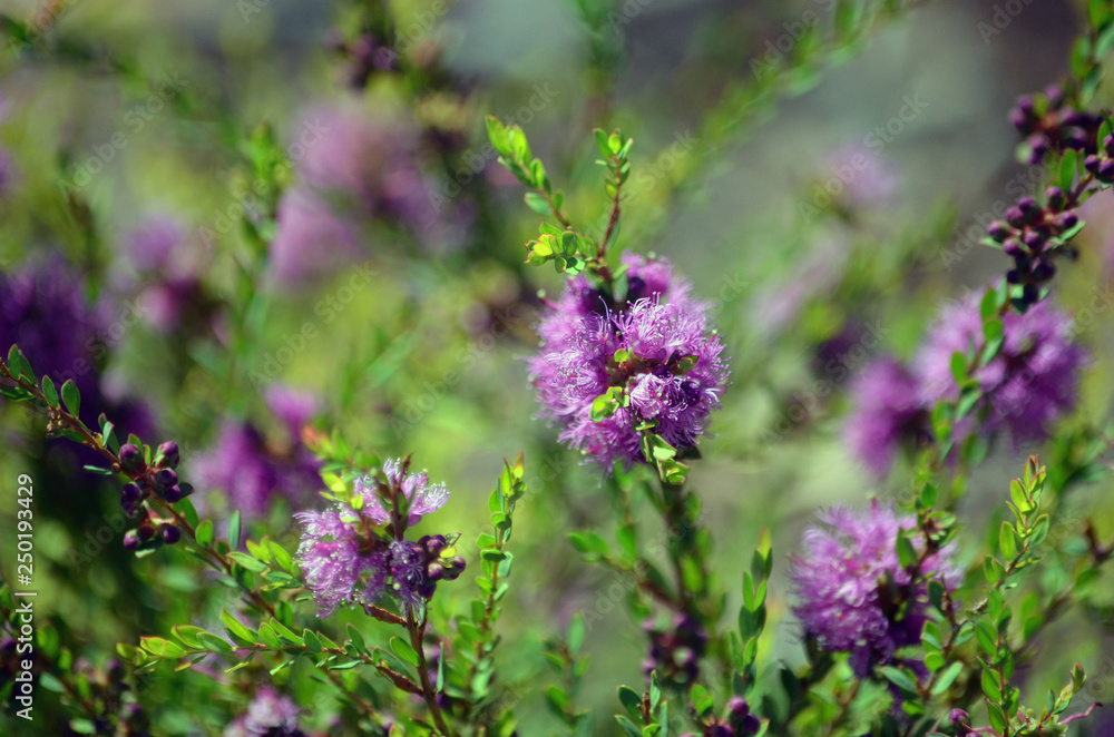 Mauve flowers of the Australian native Thyme-leaf Honey Myrtle, Melaleuca thymifolia, family Myrtaceae Mauve flowers of the Australian native Thyme-leaf Honey Myrtle, Melaleuca thymifolia, family Myrtaceae