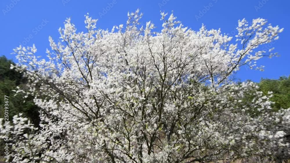White cherry blossoms under the blue sky ,Prunus taiwaniana is a species of plant in the family Rosaceae. It is endemic to Taiwan. It is threatened by habitat loss. White cherry blossoms under the blue sky ,Prunus taiwaniana is a species of plant in the family Rosaceae. It is endemic to Taiwan. It is threatened by habitat loss.