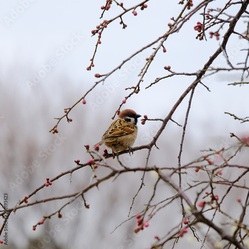 wild bird sparrow