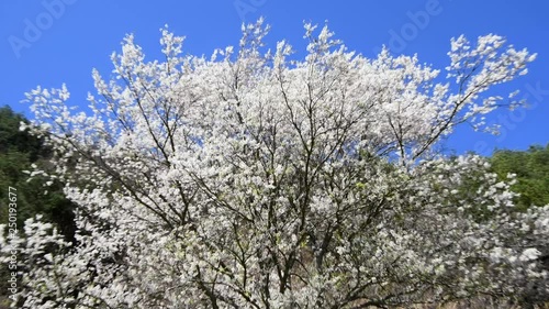 Wallpaper Mural White cherry blossoms under the blue sky ,Prunus taiwaniana is a species of plant in the family Rosaceae. It is endemic to Taiwan. It is threatened by habitat loss. Torontodigital.ca