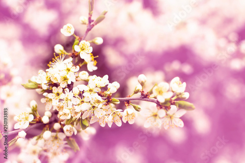 Blossoming branch cherry. Bright colorful spring flowers. Beautiful nature scene