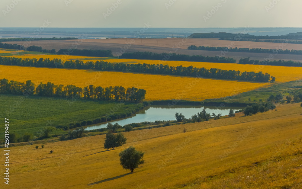 Fototapeta premium Fields with a pond. Sunflower fields with a pond. Agricultural landscape with pond, lake.