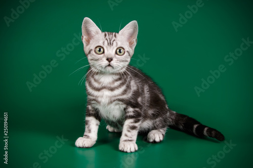 American shorthair cat on colored backgrounds