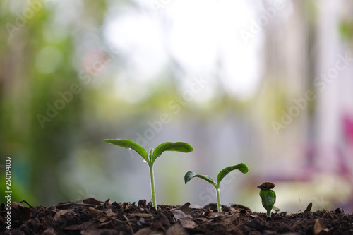 small tree sapling plants planting with dew