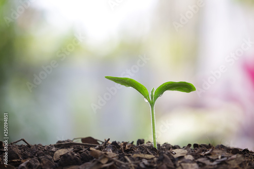 small tree sapling plant planting with dew