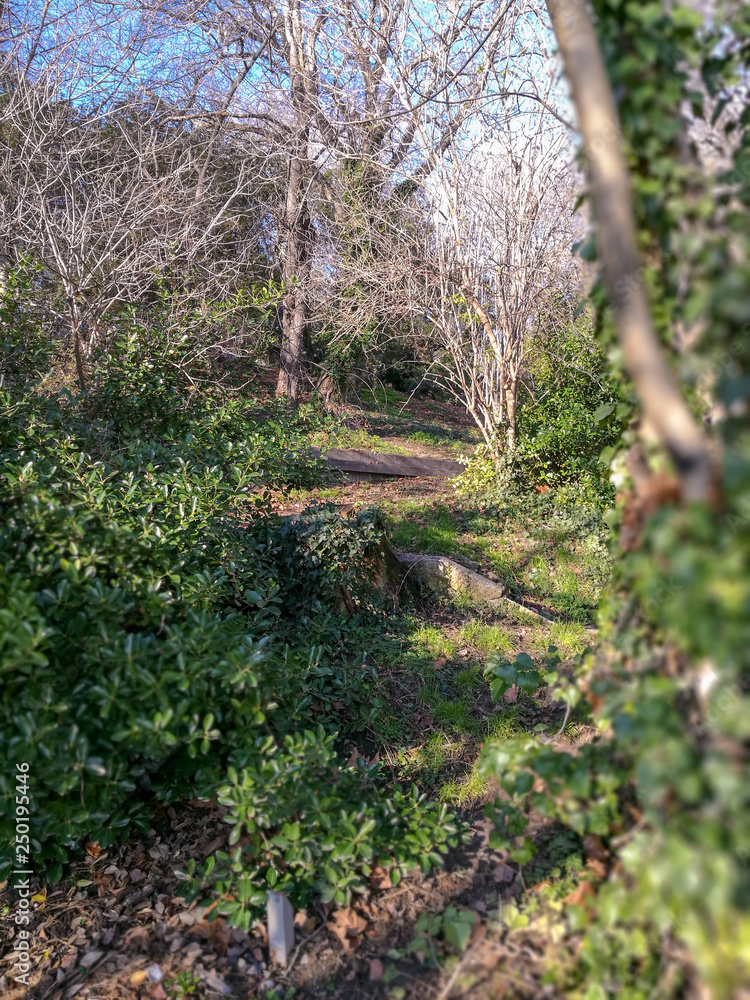 Footpath going uphill in the city Park between bare trees and green bushes Footpath going uphill in the city Park between bare trees and green bushes