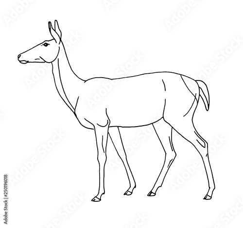 Deer female hand-drawn