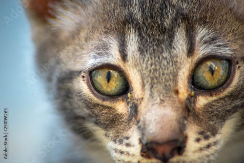 ojos de gato