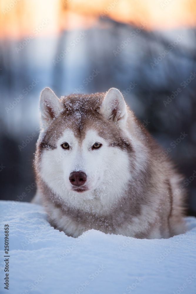 Beautiful, happy and cute Siberian Husky dog lying on the snow path in the winter forest at sunset. Beautiful, happy and cute Siberian Husky dog lying on the snow path in the winter forest at sunset.