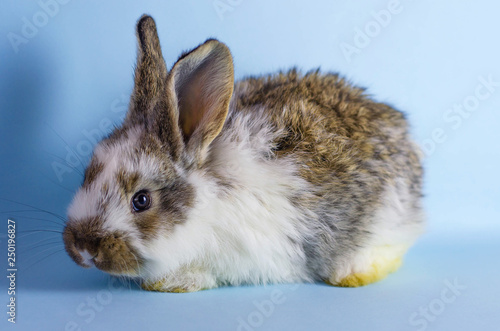 Lively little cute rabbit on a blue background.