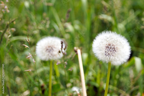 Seed heads of two Dandelion flowers in a meadow