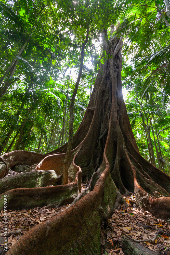 Huge fig tree roots in a rainforest vertical image Stock Photo