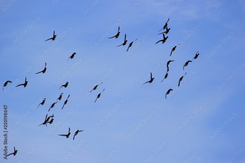 Vogelschwarm am Himmel (Reiherenten)