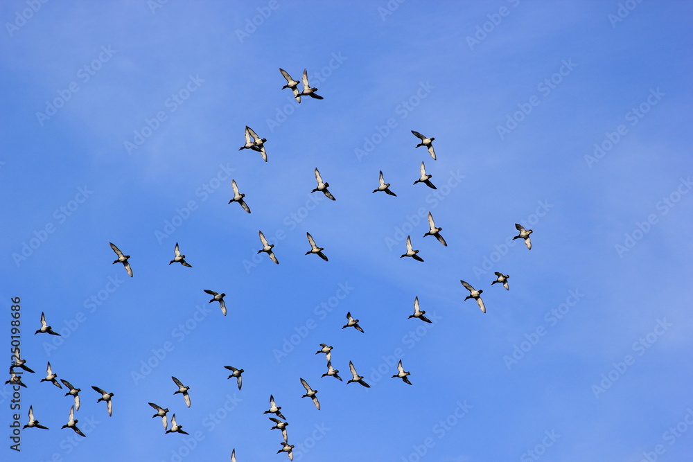 Fototapeta premium Vogelschwarm: Reiherenten im Flug