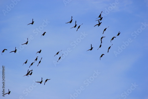 Vogelschwarm am Himmel (Reiherenten)