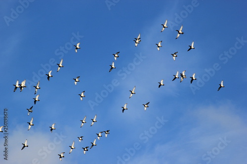 Reiherenten im Flug (Vogelschwarm)