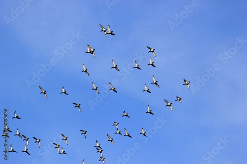 Vogelschwarm: Reiherenten im Flug