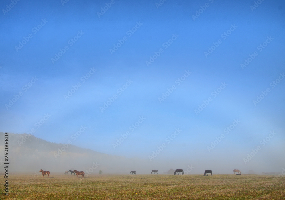 Ural mountains, summer. In the fields and mountains near villages, walking horse