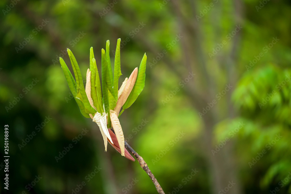 朴の木の芽吹き 朴の木の芽吹き