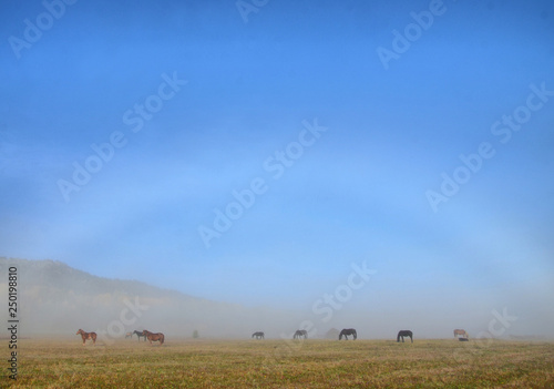 Ural mountains, summer. In the fields and mountains near villages, walking horse