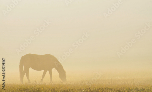 Ural mountains, summer. In the fields and mountains near villages, walking horse