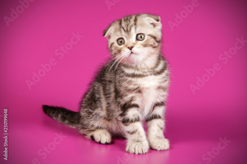 Scottish fold shorthair cat on colored backgrounds © Aleksand Volchanskiy