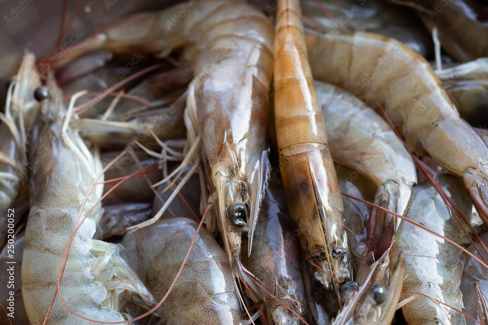 Fresh shrimp from freshwater