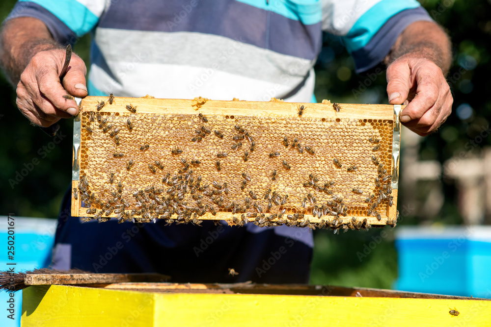 hands of beekeeper pulls out from the hive a wooden frame with honeycomb. Collect honey. Beekeeping concept - Image hands of beekeeper pulls out from the hive a wooden frame with honeycomb. Collect honey. Beekeeping concept - Image