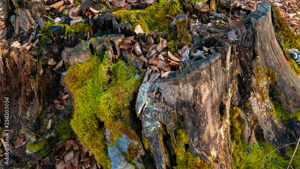 stump with green moss in the forest