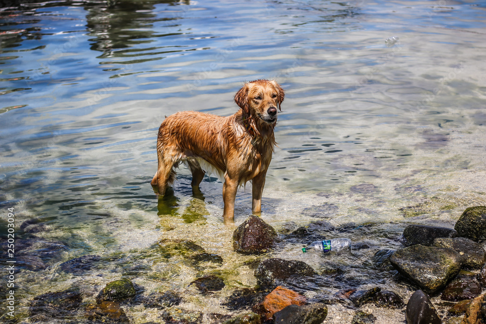 dog in the water dog in the water
