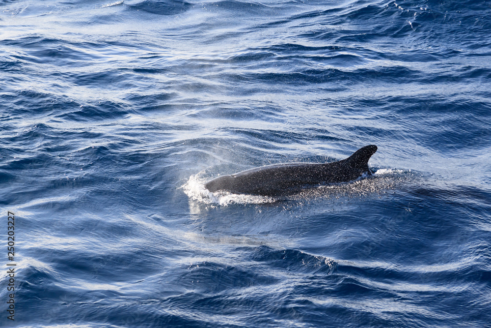 Naklejka premium the black dolphin in the open ocean releases a fountain of water during exhalation