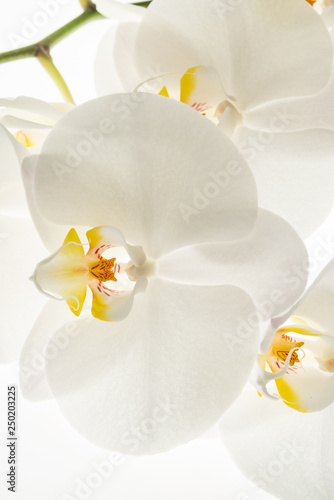 white orchid flowers, macro