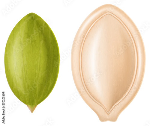 Pumpkin seeds - hulled and hulless. Vector illustration.