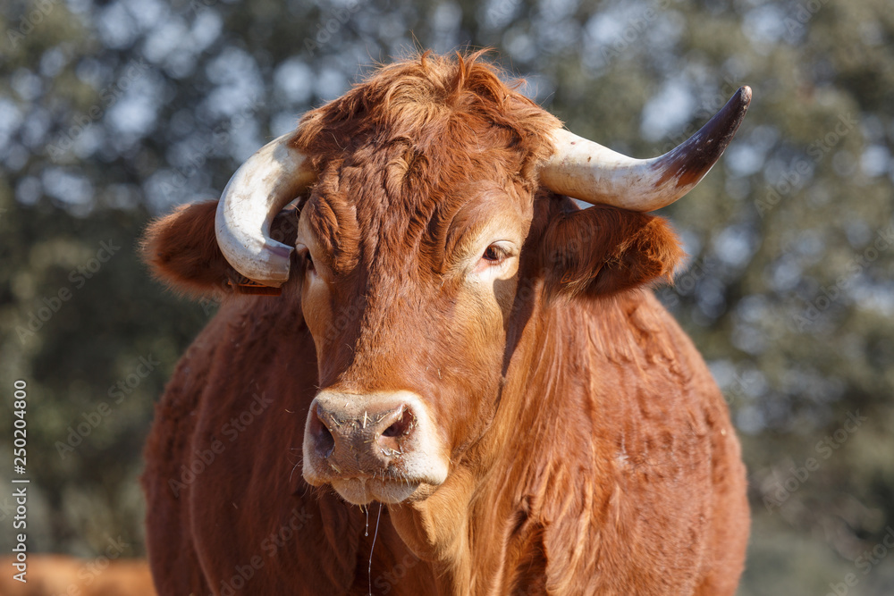 Buey con cuerno deformado. Toro castrado. Animal. Jiménez de Jamuz, León, España. Buey con cuerno deformado. Toro castrado. Animal. Jiménez de Jamuz, León, España.