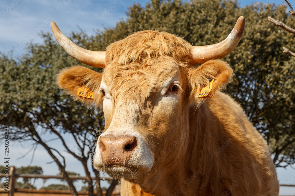 Cabeza de Buey. Toro castrado. Animal. Ganadería. Jiménez de Jamuz, León, España.