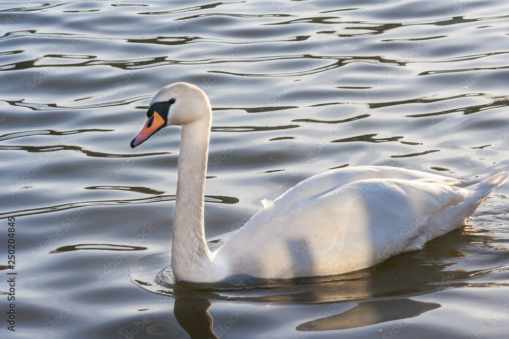 Fototapeta premium Swan on lake water in sunset day, Swans on pond, nature series. Beautiful White Swan swimming in a lake