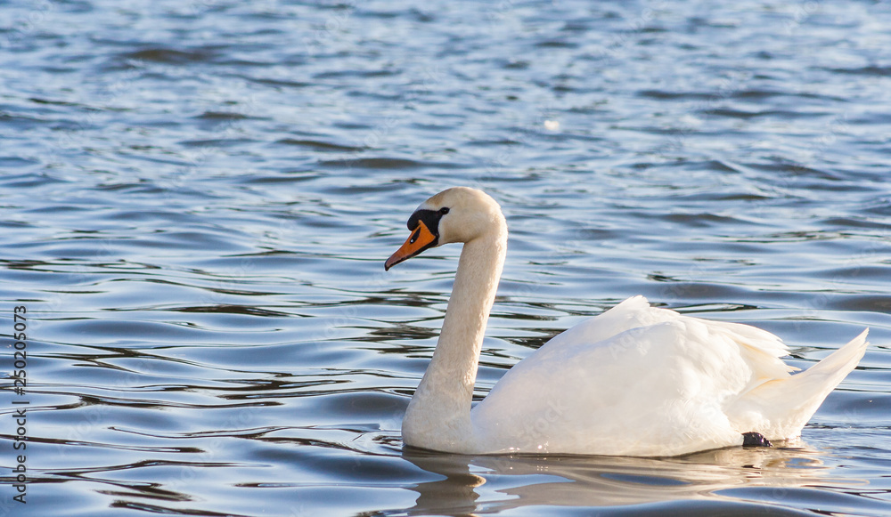 Obraz premium Swan on lake water in sunset day, Swans on pond, nature series. Beautiful White Swan swimming in a lake